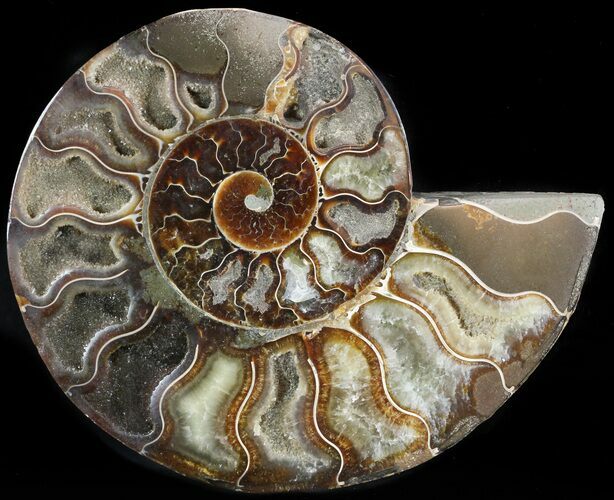 Cut Ammonite Fossil (Half) - Agatized #47696